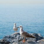 two seagulls are standing on a rock by the water